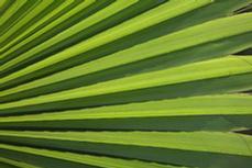 Abstract Leaf